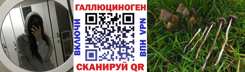 Галлюциногенные грибы Psilocybine cubensis  Кудрово 